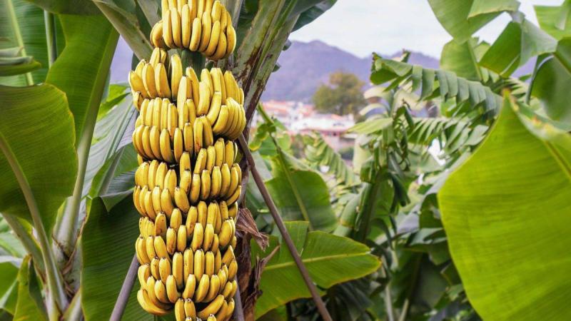 Variante más vendida del plátano podría extinguirse por hongo