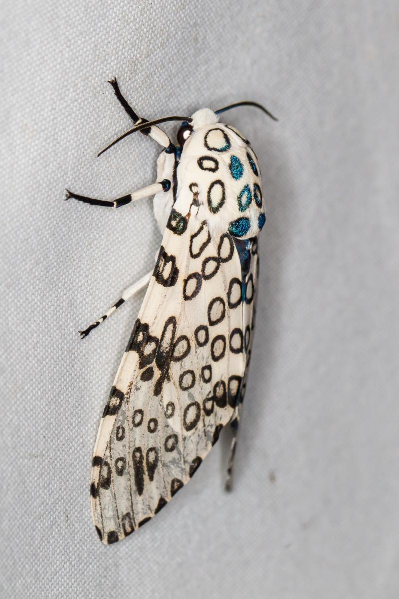 Polilla gigante leopardo