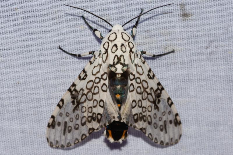 Polilla gigante leopardo