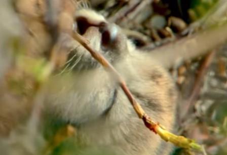 Puma bajo la crianza de su madre