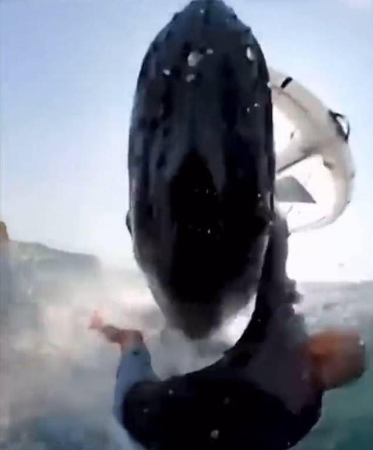 Windsurfista golpeado por ballena / Captura de TikTok