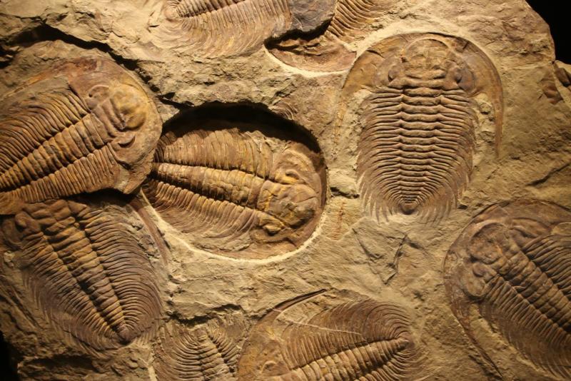 Trilobites
