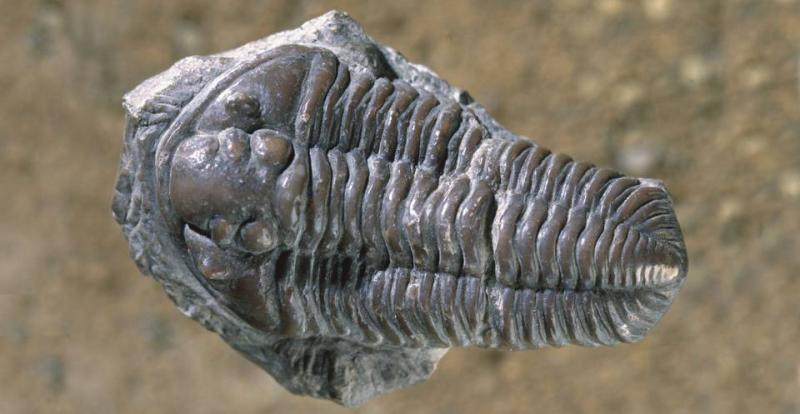 Trilobite