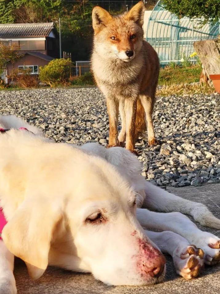 Ren, el perro y Kon el zorro