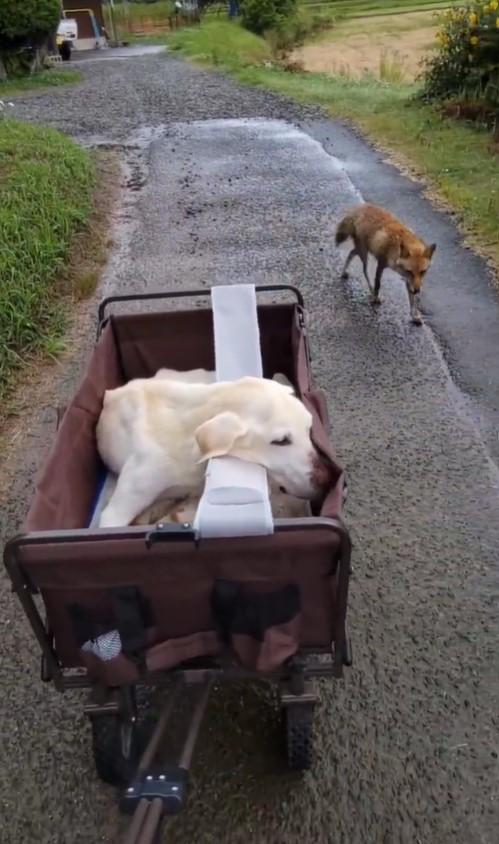 Ren, el perro y Kon el zorro