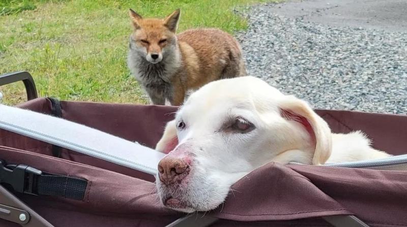 Ren, el perro y Kon el zorro