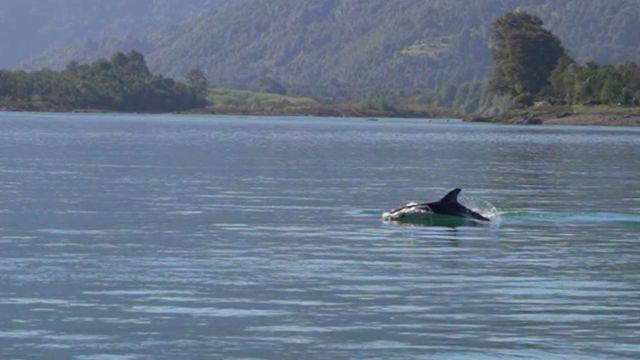 Delfín Austral.