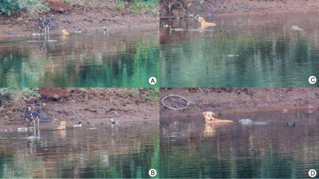 Secuencia de cocodrilos rescatando a un perro en India.