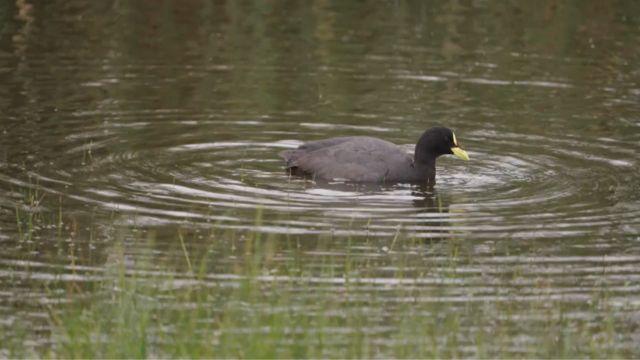 Santuario de la Naturaleza del Humedal de Tunquén en la Región de Valparaíso.