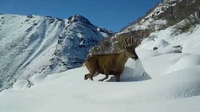 Huemul en la Reserva Nacional de Ñuble, Región del Biobío.
