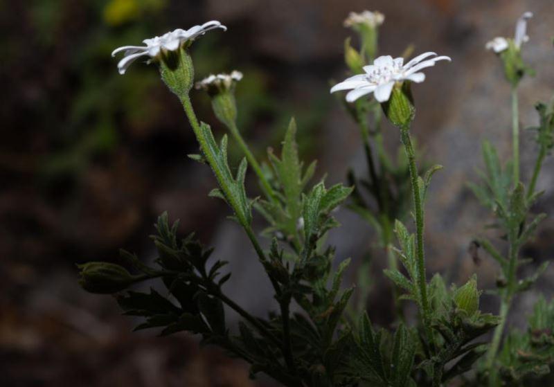 Leucheria cantillanensis