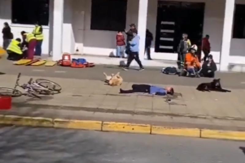 Perro actor de Puerto Montt