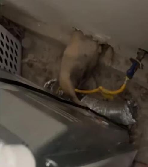 ¡Cómo pasó eso! Perrito quedó atrapado en medio de una pared y se vuelve viral en redes