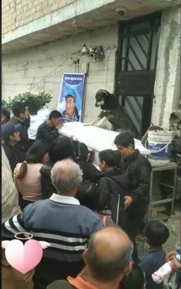 "Estoy llorando": Perrito conmueve al despedirse de su dueño en funeral