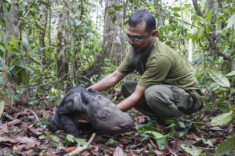 Aún no es bautizada la nueva rinoceronte de Sumatra - AFP
