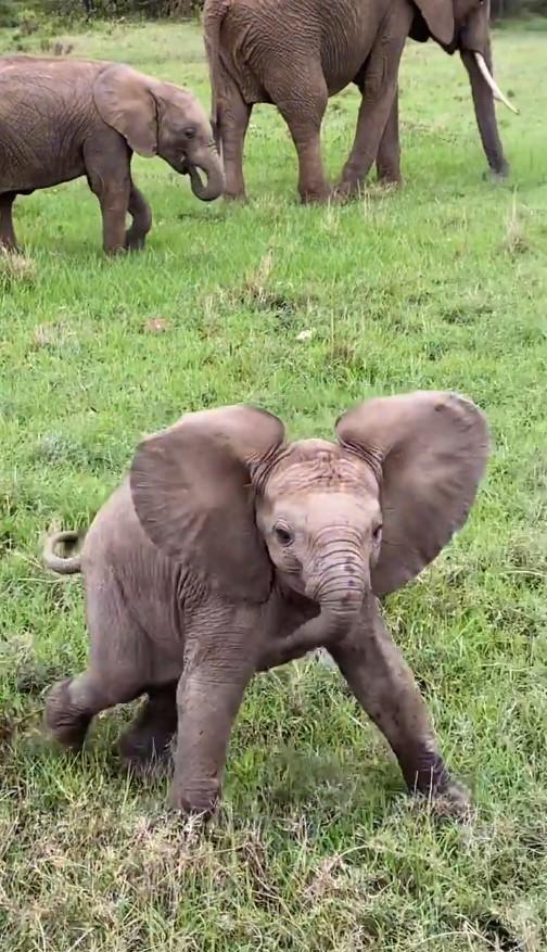 Pequeño elefante intimida a camarógrafos en Kenia