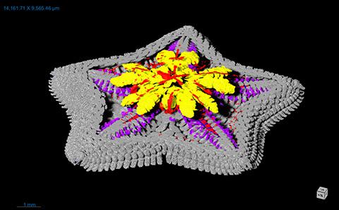 El cuerpo de la estrella de mar sería una cabeza