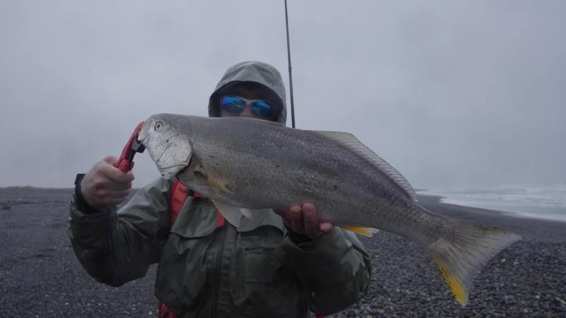 Pesca de orilla - Corvina