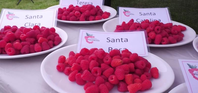 Nuevas variedades de frambuesas