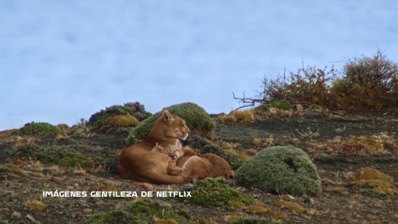Christian Muñoz: el cineasta chileno de vida silvestre