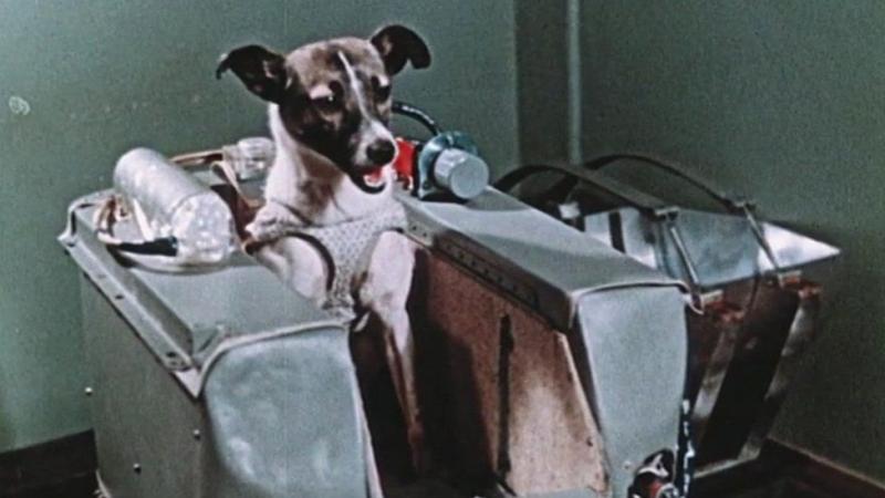 Laika, la primera perra que fue al espacio