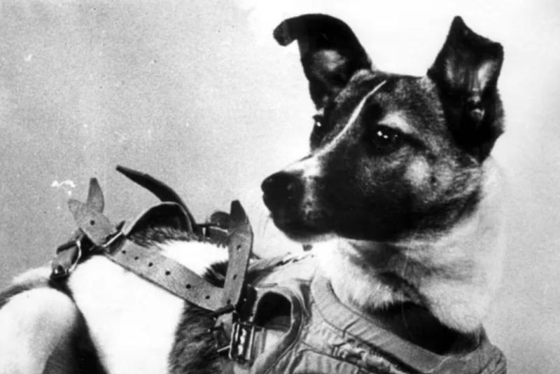 Laika, la primera perra que fue al espacio