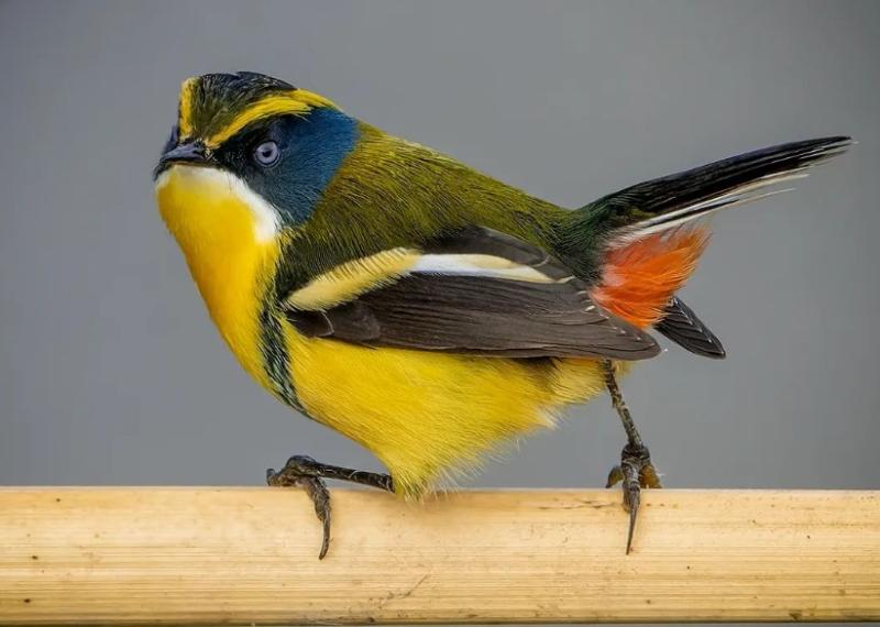 Fiu, el siete colores que todo Chile adora