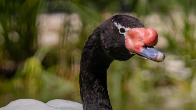 Avistamiento de Cisne cuello negro en la Laguna de Aculeo.