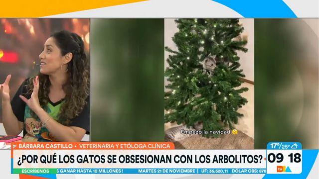 ¿Por qué los gatos se obsesionan con los arbolitos de navidad?