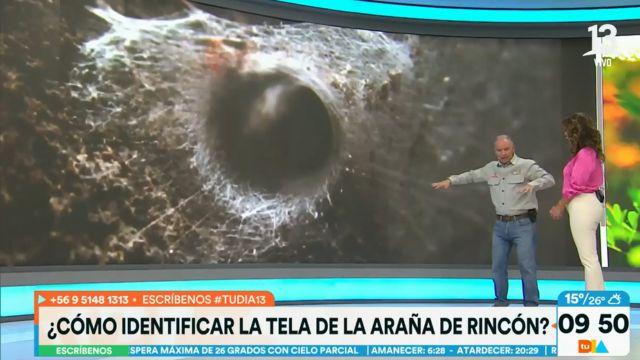 Araña del rincón: estos son los aspectos para reconocer su telaraña