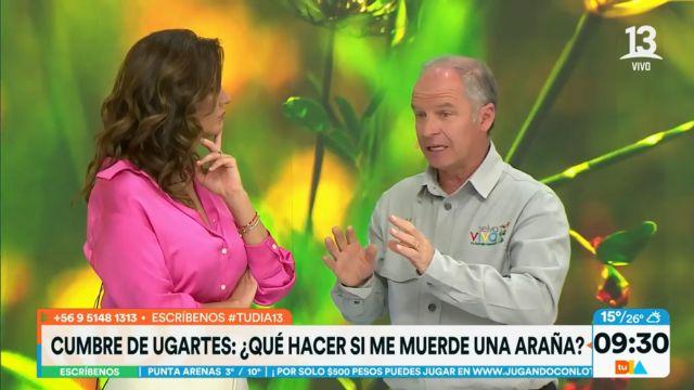 ¿Qué hacer ante una mordedura de araña de rincón?