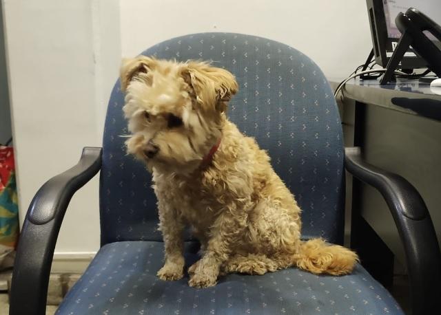 Metro de Santiago - perrita