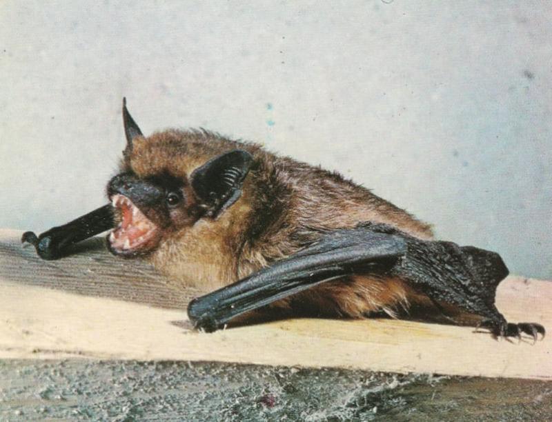 Murciélago serotino