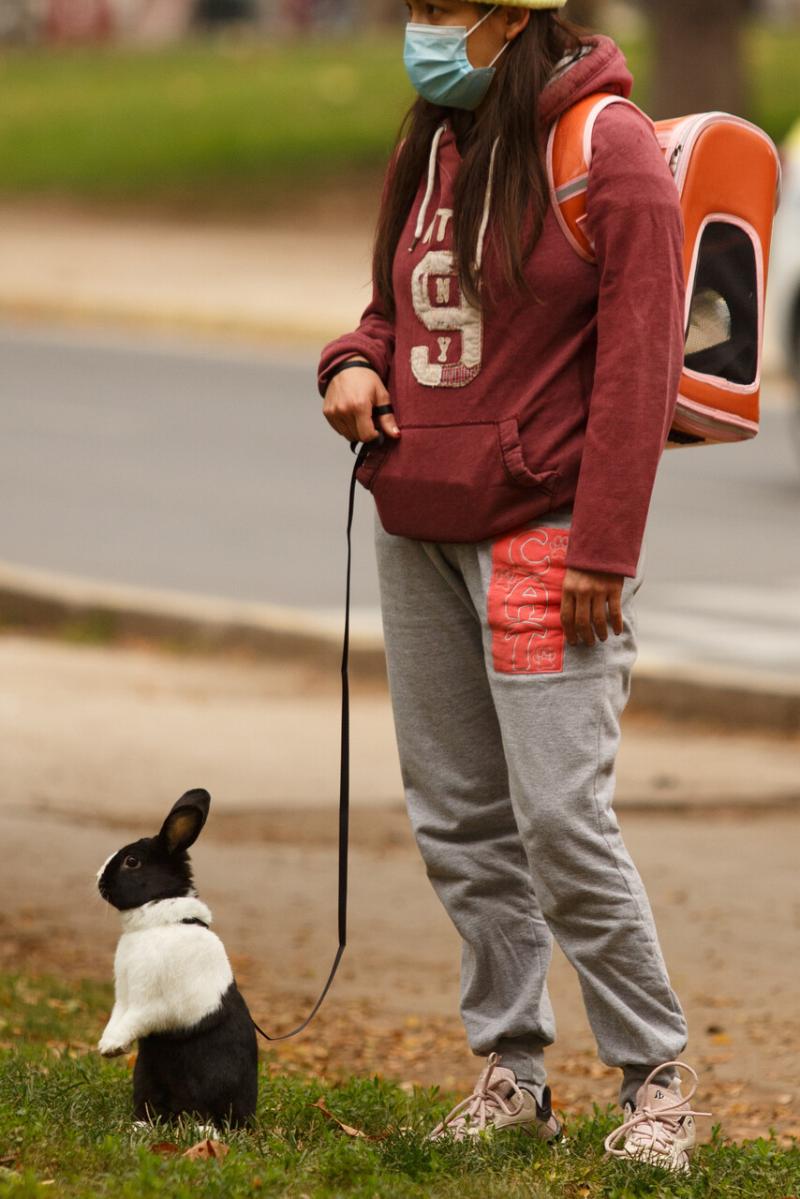 ¡Podrás viajar en bus con tus mascotas! Empresa estrena viajes interregionales con asientos para animales
