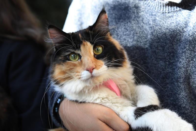 ¡Podrás viajar en bus con tus mascotas! Empresa estrena viajes interregionales con asientos para animales