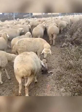 Mi primera chamba: Viralizan video de perrito en su primer día de trabajo como pastor de ovejas