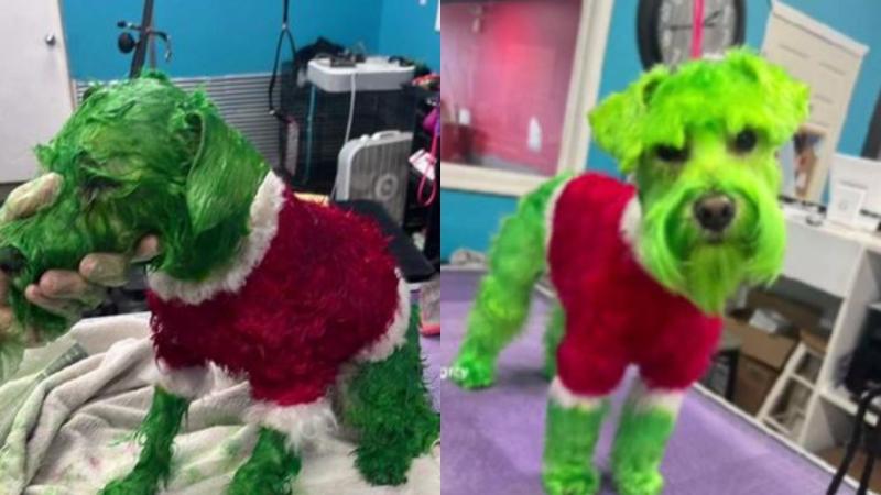 Mujer tiñe a su perrito de verde como el “Grinch” y se llena de críticas
