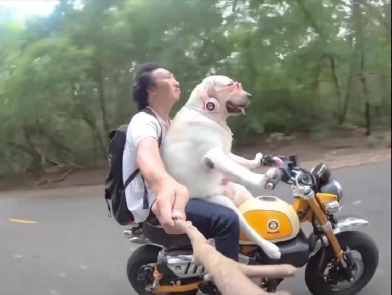 Furor en redes por perrito al volante: maneja autos y motos
