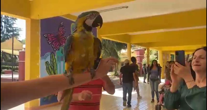 Hombre se robó las miradas al asistir a votar con su guacamayo