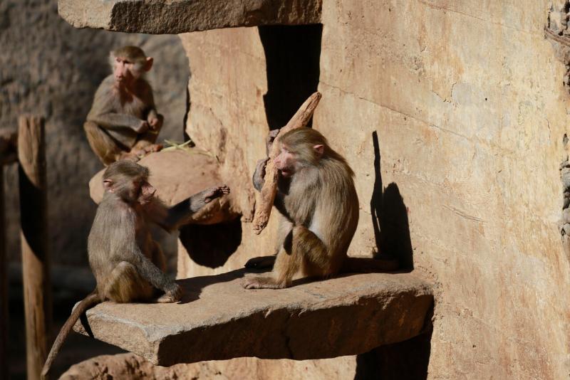 Vacaciones de verano: Canjea entradas gratis para el Zoológico Metropolitano
