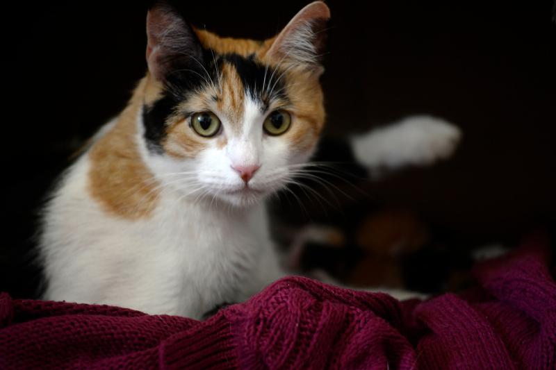 Año Nuevo: Cómo cuidar a tu mascota de los fuegos artificiales