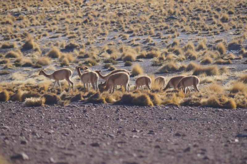 Guanacos en ALMA