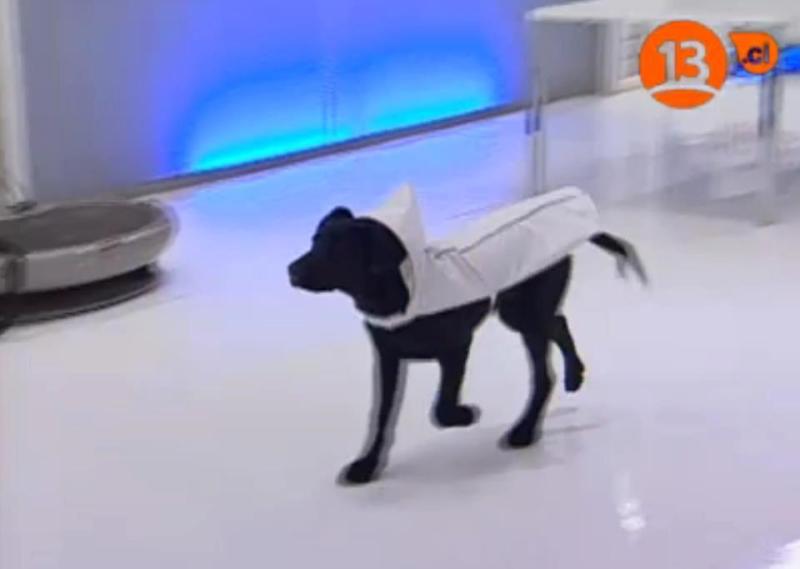 Dino en Mundos Opuestos, predecesor de Tierra Brava