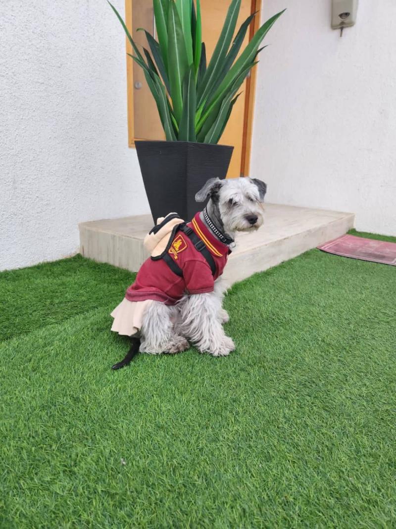 Adorable graduación de Pestañita en Antofagasta conmueve en redes: recibió su diploma entre aplausos