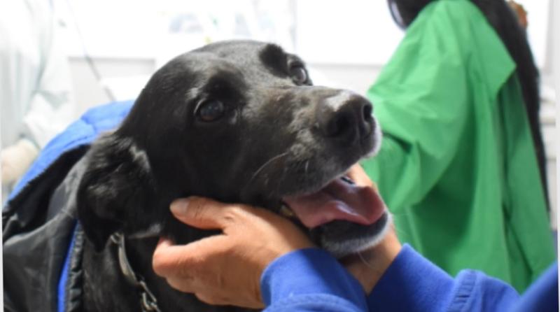 Mujer despertó de un coma tras visita de su perrito: la mascota falleció a los días