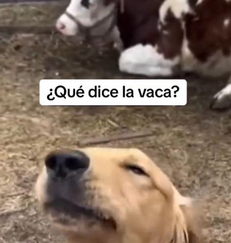 Perrito bilingüe enternece las redes sociales: vivió tanto tiempo con vacas que aprendió a mugir