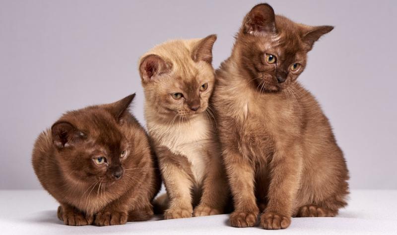 Anciana de China deja millonario testamento a sus mascotas