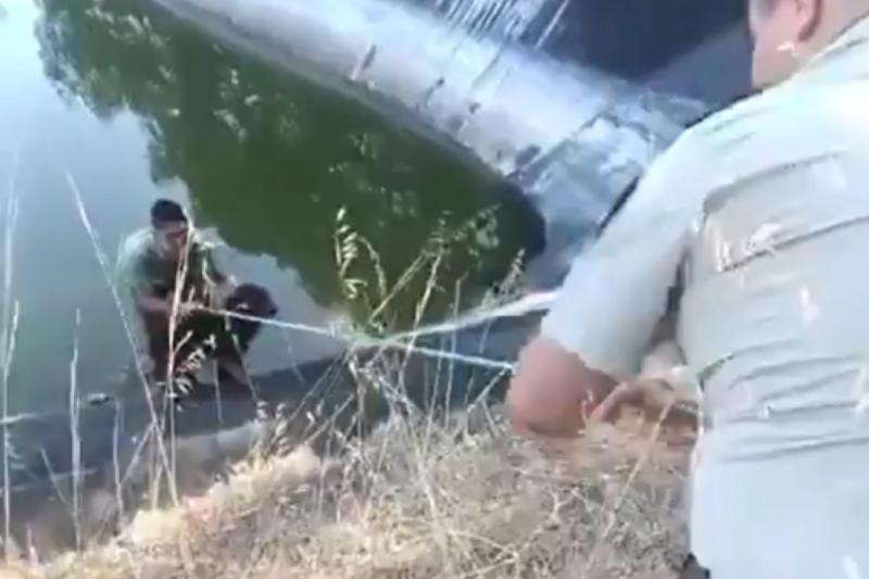 Carabineros salvan a perritos