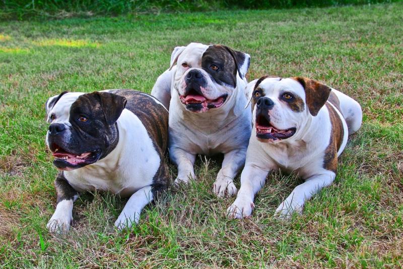 Cine para perros en Ñuñoa