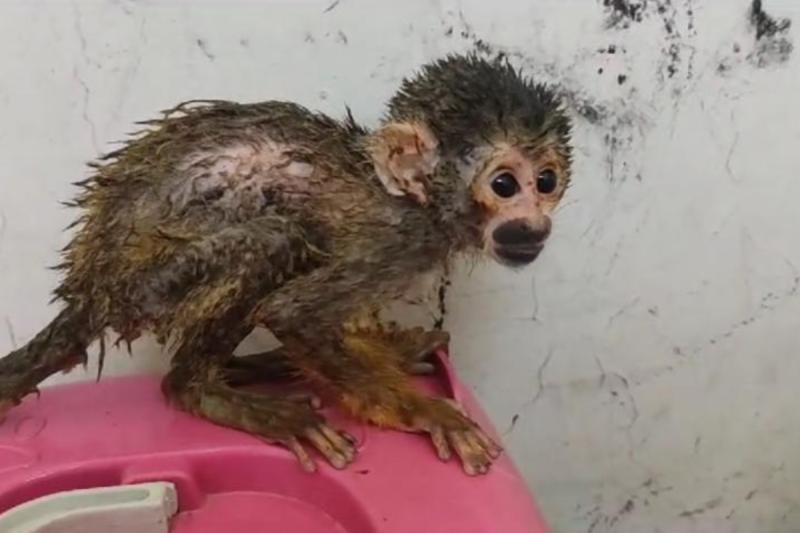 Monos bebés - Fuente T13